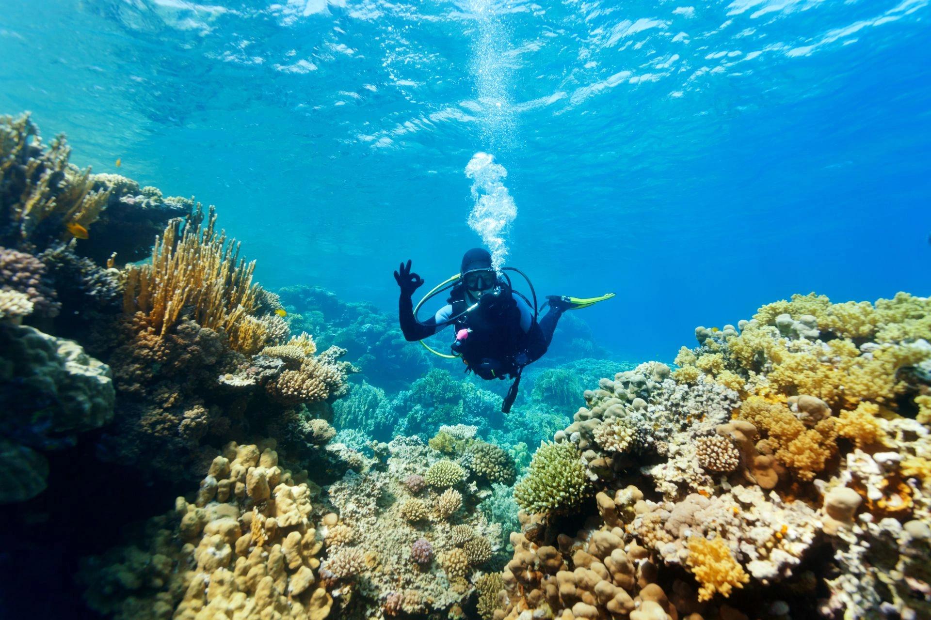 Plongeur explorant les fonds marins riches en biodiversité au large de la côte de Haute-Corse
